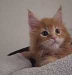 Rudy Kocurek Maine Coon