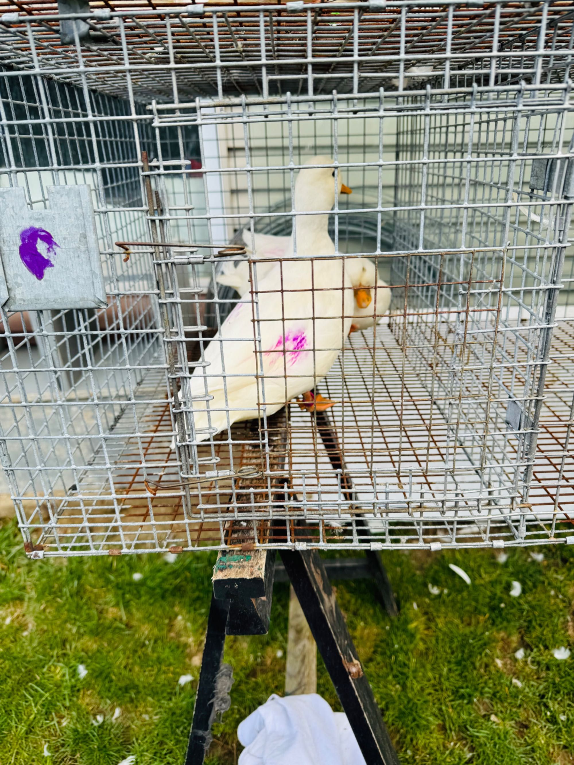 Call duck śnieżno białe para