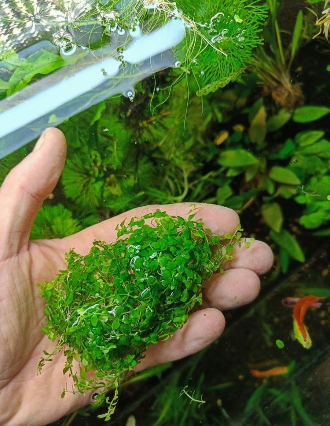 Rośliny Akwariowe Trawnik akwariowy Monte Carlo duża porcja