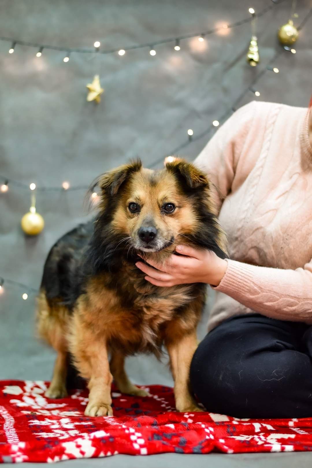 Piękny, młody psiak poleca się do adopcji!