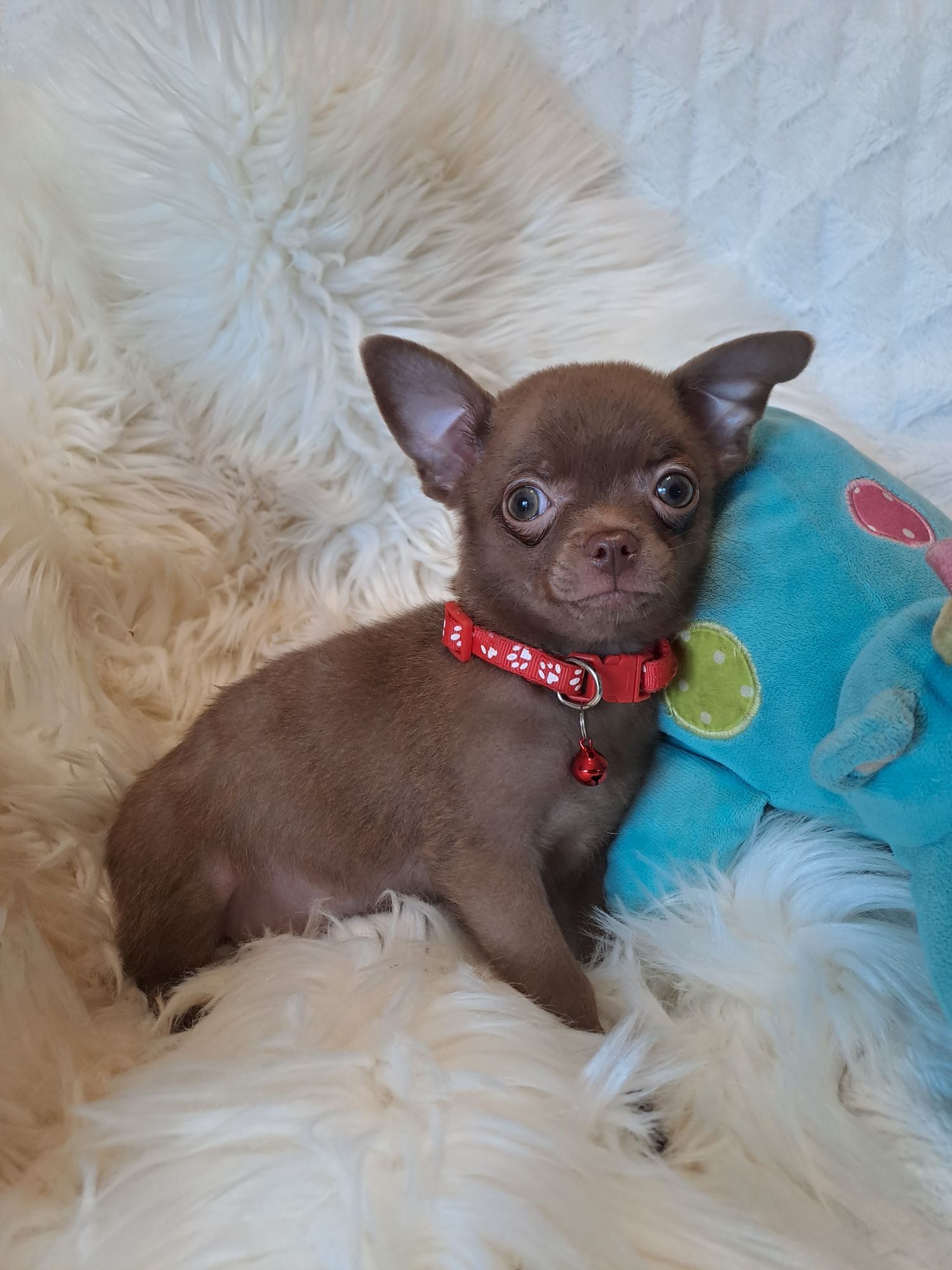 **MAYBI**chihuahua piesek choco gotowy do odbioru