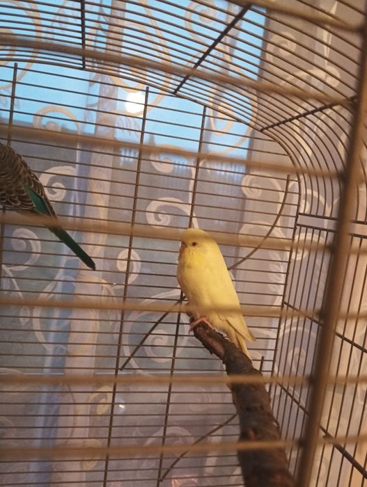 Młode papugi faliste