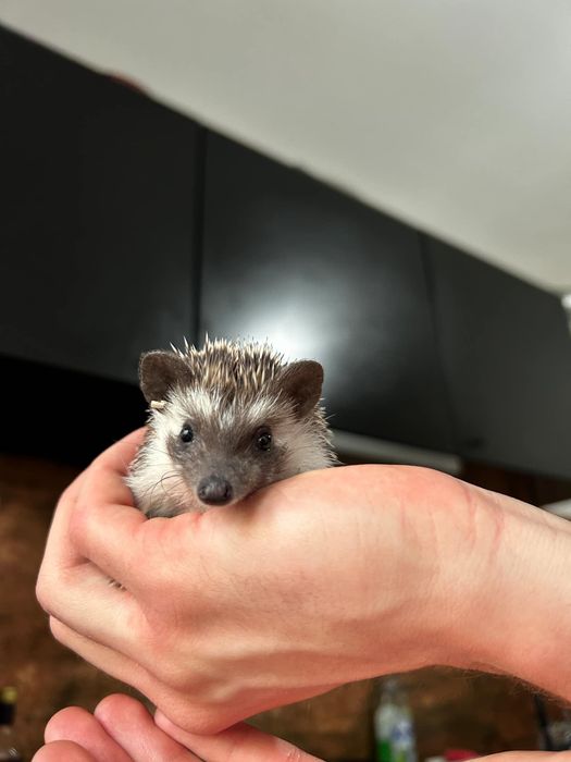 Samice Jeża Pigmejskiego
