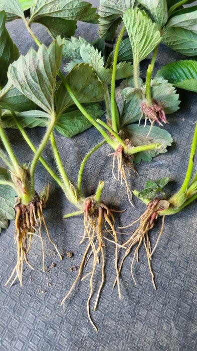 Sadzonki truskawek ( kolanka )