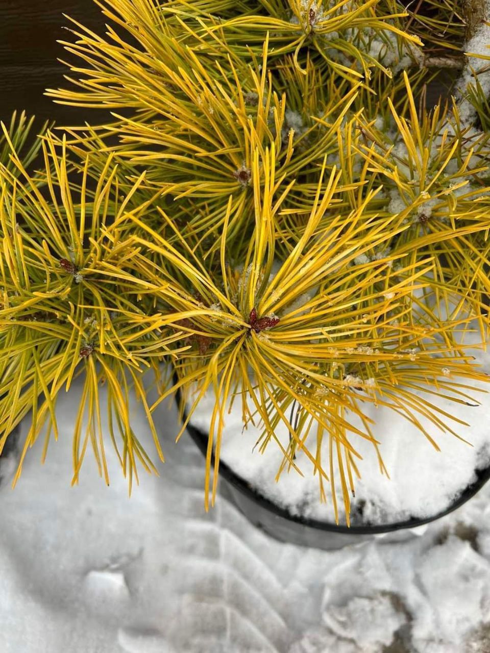 Сосна Pinus sylvestris Aurea