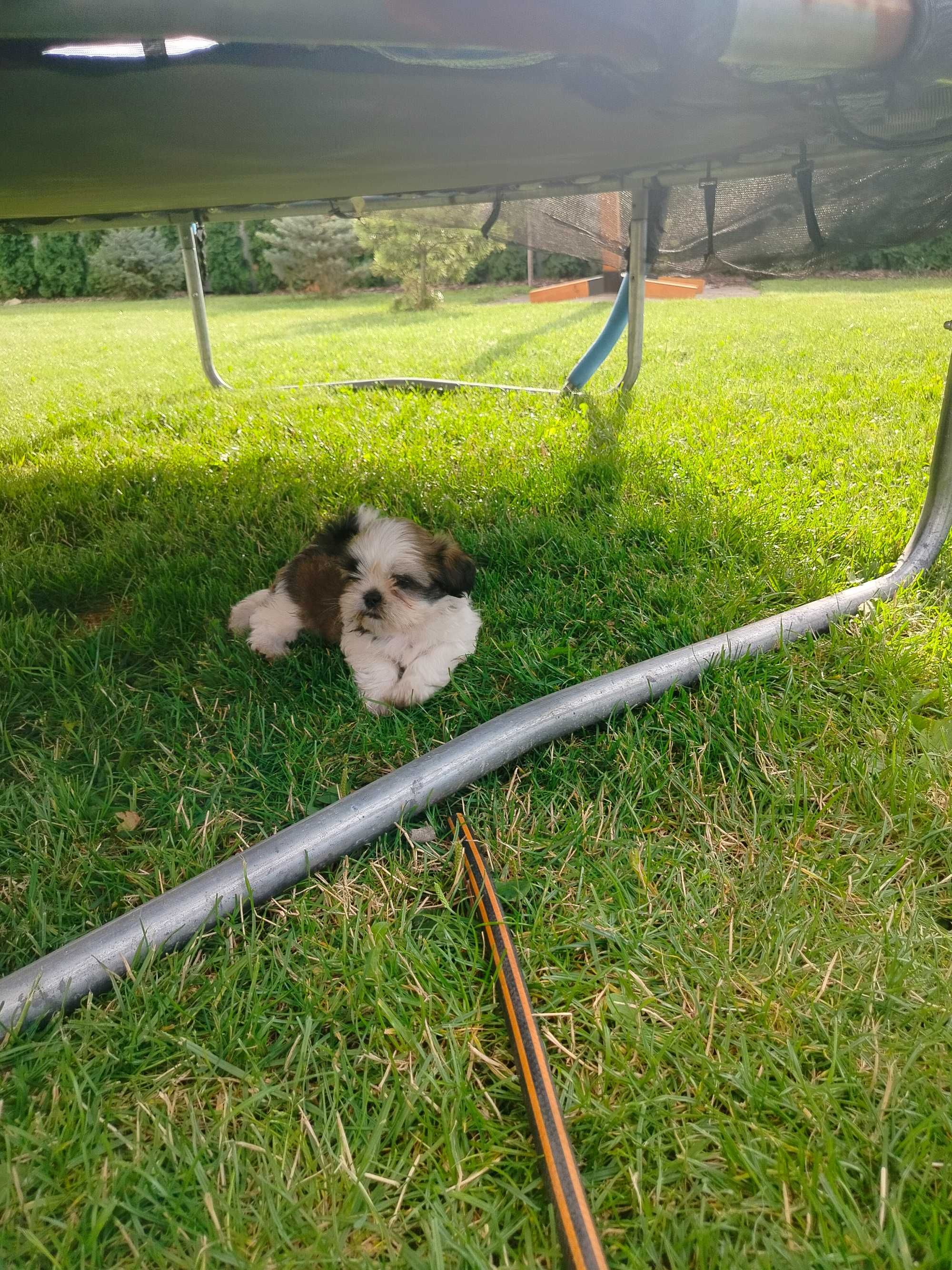 Shih Tzu z rodowodem