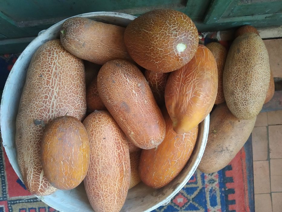 Насіння огірків домашнє