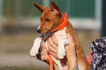 Świąteczny Szczeniak Basenji