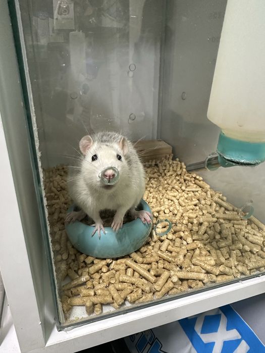 Щурики хлопчики 4 місяці