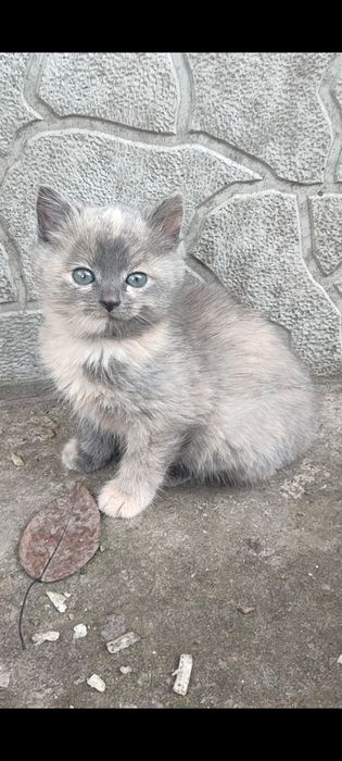 Котята в хорошие руки