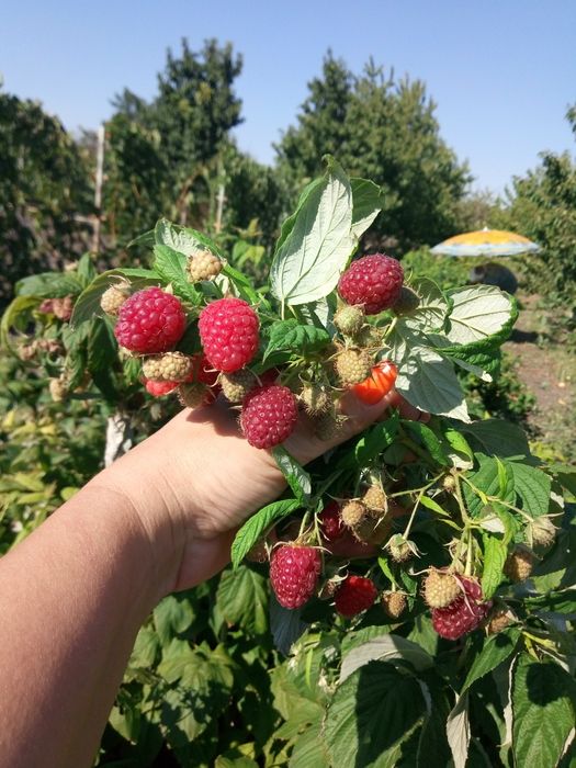 Продам саженцы малины ремонтантной