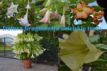 Datura brugmansia  sadzonki w doniczkach biała żółta różowa łosoś