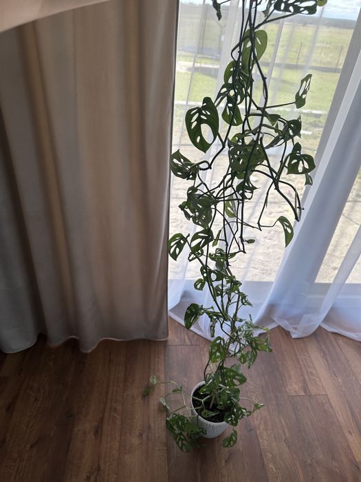Monstera monkey