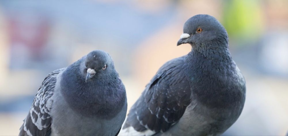 Golebie likwidacja hodowli