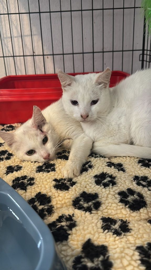 Gatinhos brancos para adoção responsável