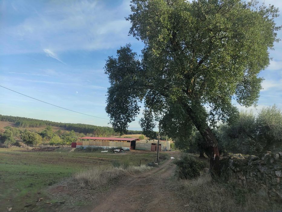 Quinta com 15 hectares