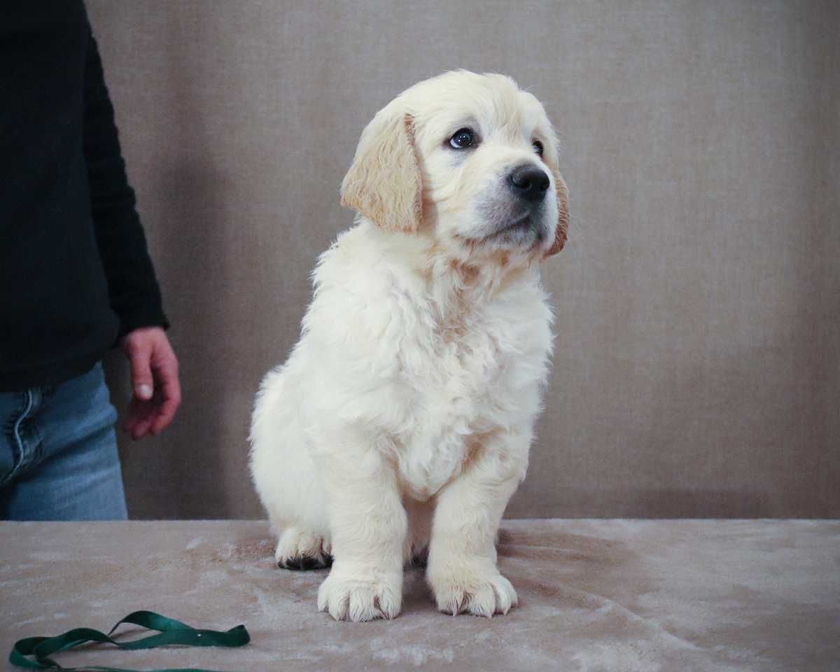 Golden Retriever