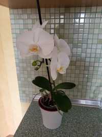 Орхидея белая цветущая с горшком