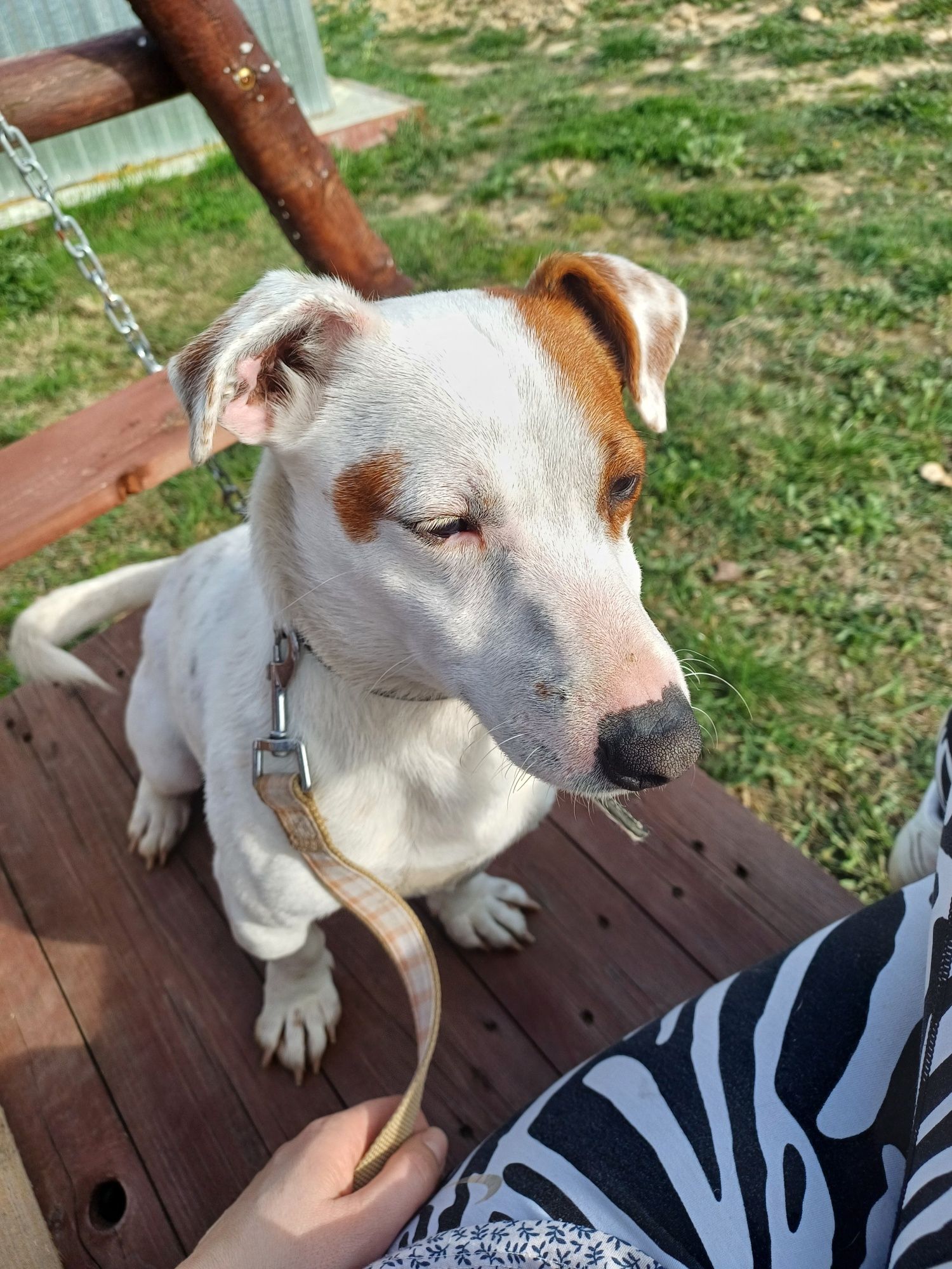 Pies  Jack Russell Terier