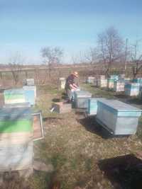 Продам відводки бджіл до 20 штук