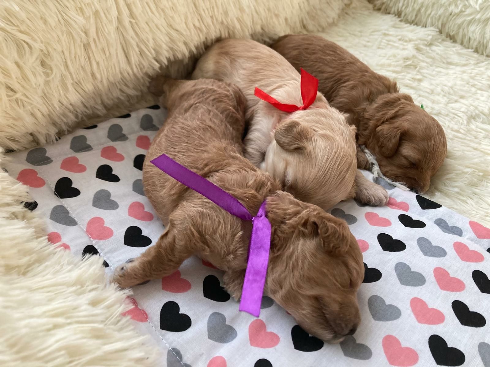 Suczka Maltipoo F1b - zarezerwowana