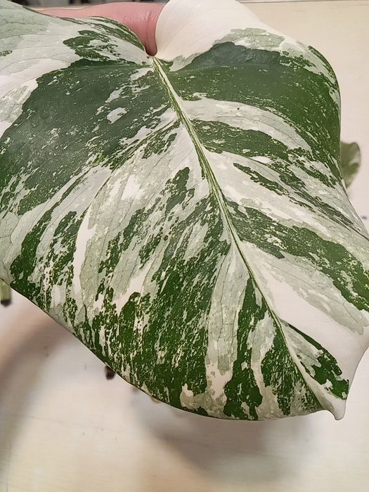 Монстера Альба варієг