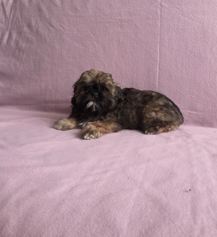 Śliczna suczka shih tzu