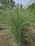 Trawa ozdobna Miscantus Sinensis odmiana Morning Light