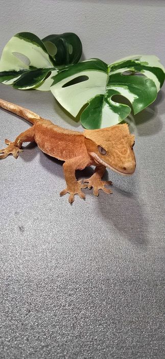 Gekon orzęsiony samiec red bi color