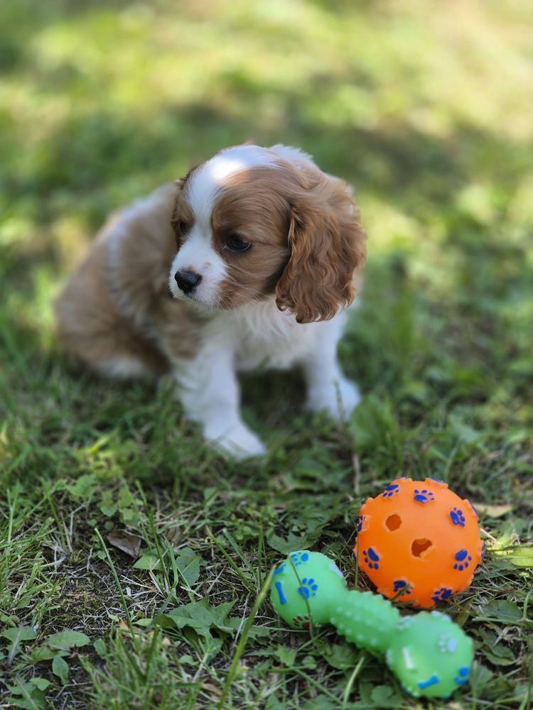 Cavalier King Charles Spaniel - urocza suczka