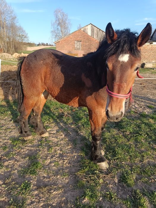 Zribica zimnokrwista