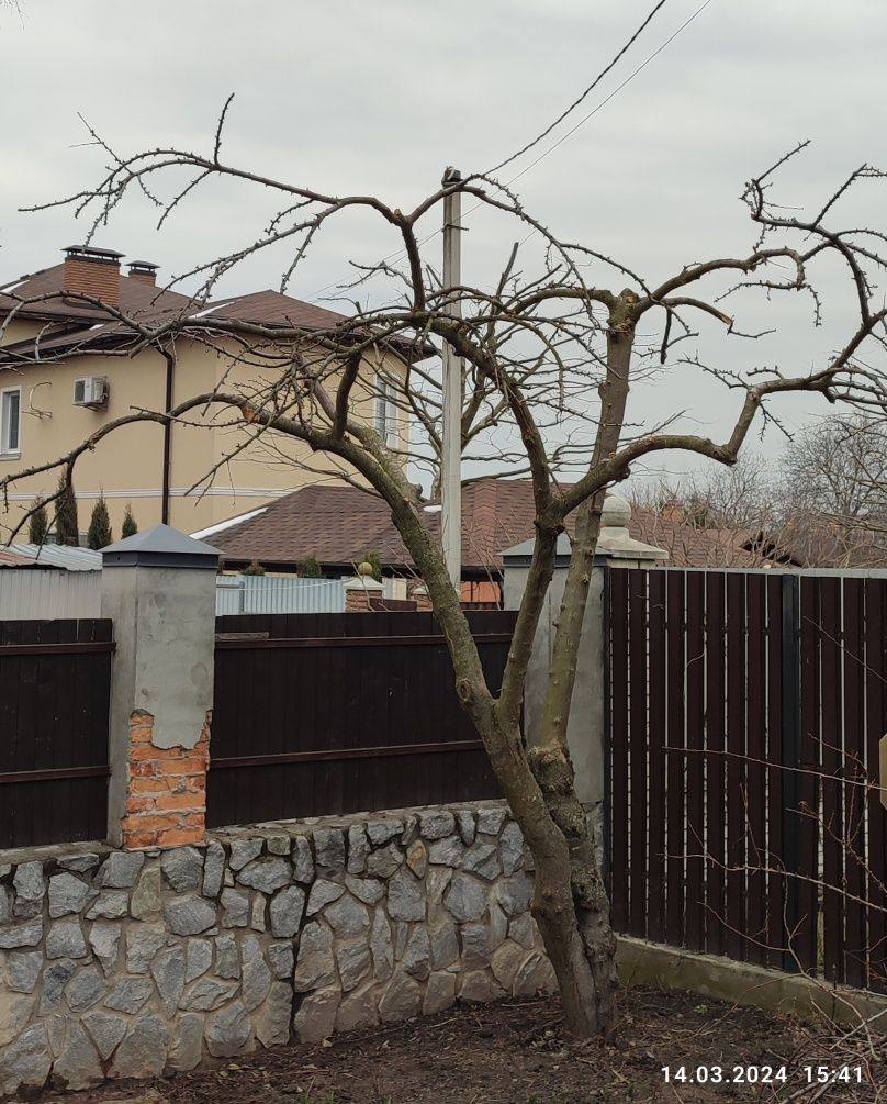 Обрізка плодових дерев і виноградників