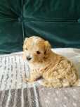 Suczka Maltipoo F1