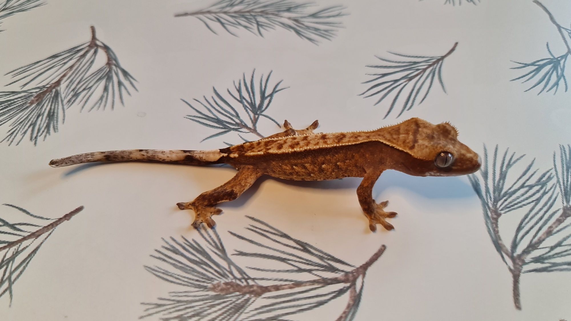 Gekon orzęsiony - Crested Gecko | Flame