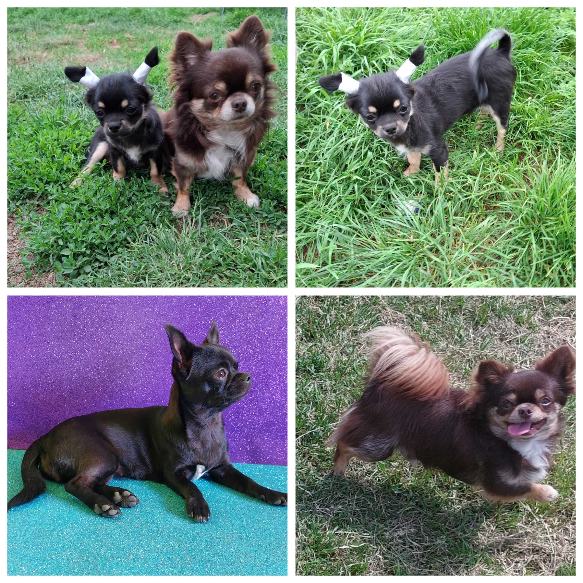 Czarno-podpalany chihuahua Zevs