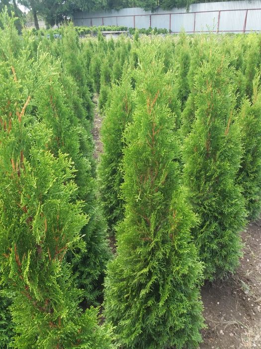Tuja thuja szmaragd