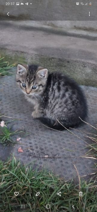 Кошеня 1.5 місяці дівчинка