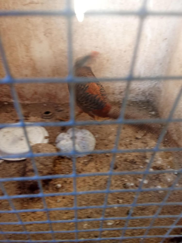 Vendo um macho de faisão dourados novo