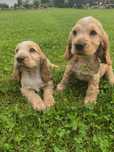 Śliczny szczeniak cocker spaniel