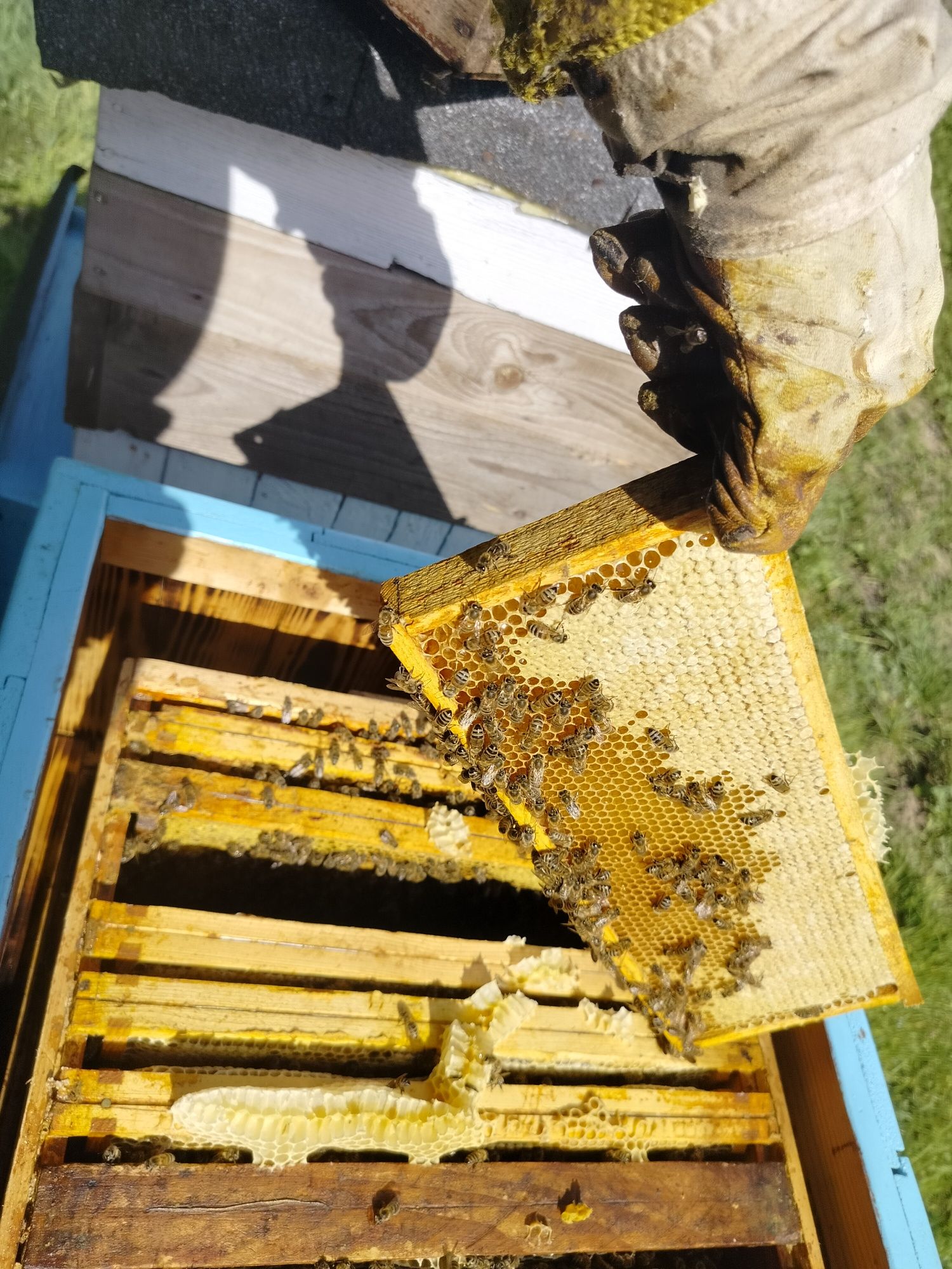 Miód pszczeli, naturalny. Rzepak 2024