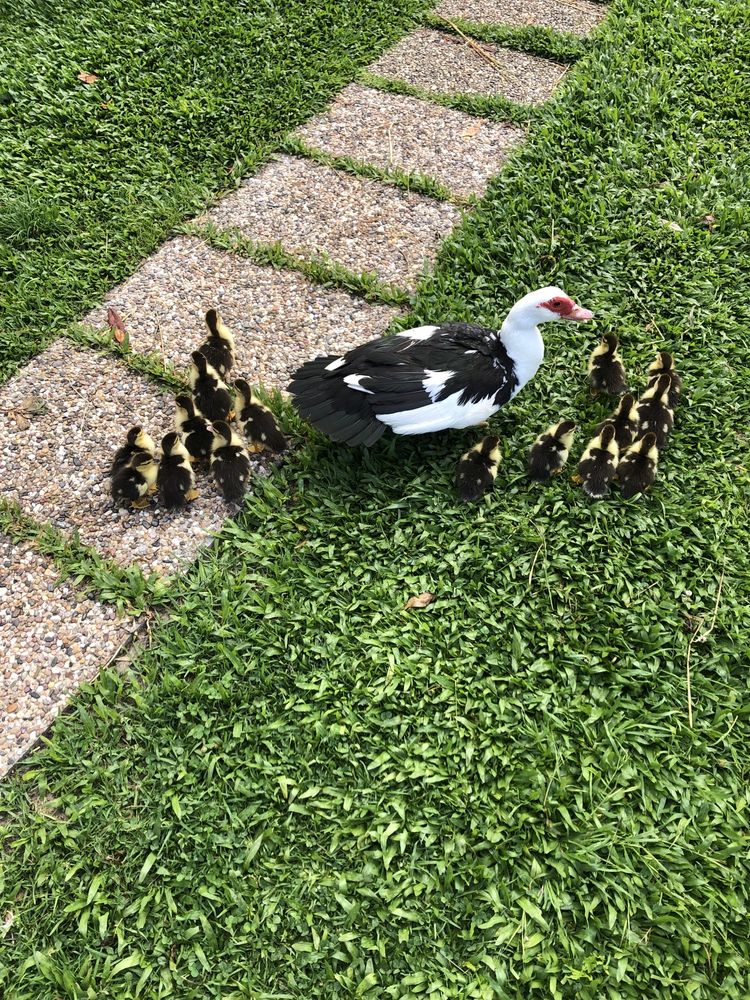 Patos mudos jovens