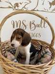 Beagle ULTIMO MENINO