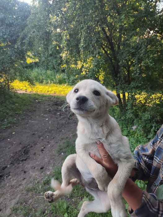 Віддам цуценят в добрі руки