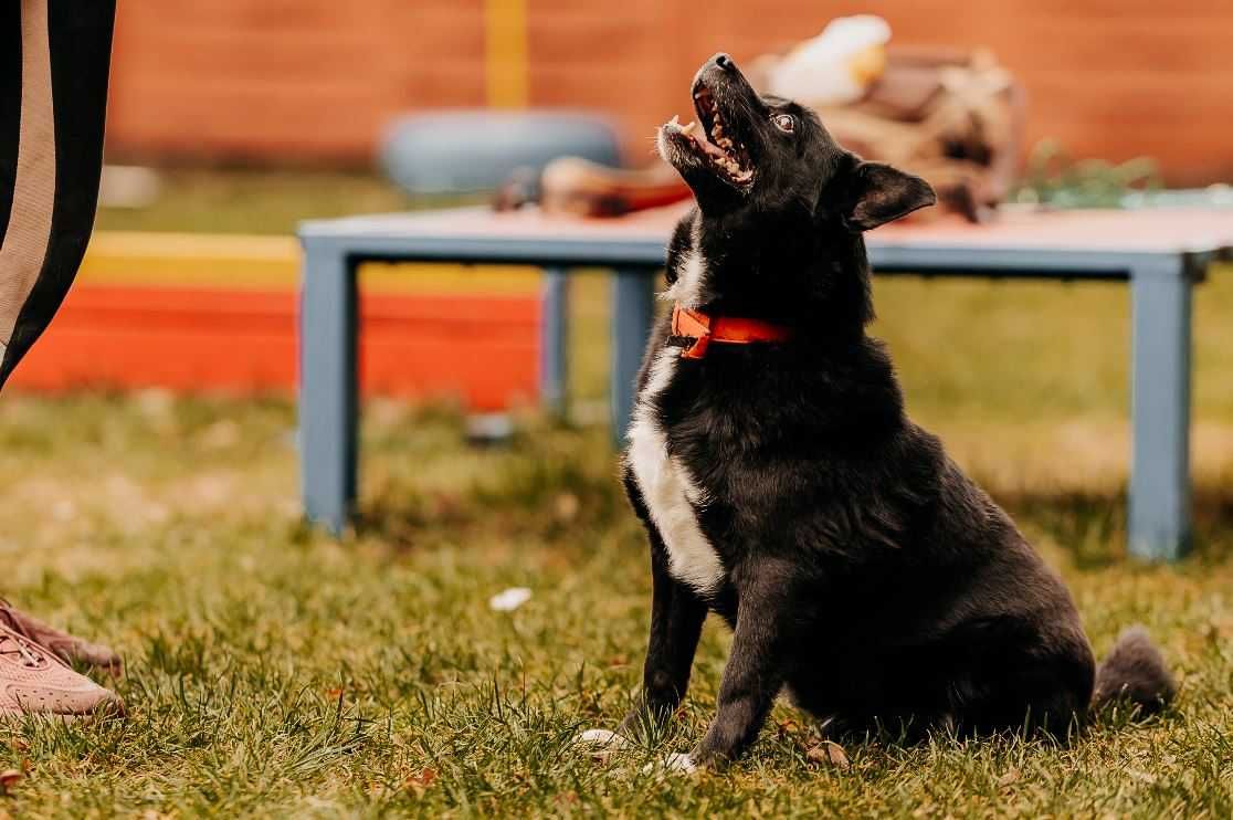 Tyson - średni psiak który na pewno nie zawiedzie Was podczas spacerów