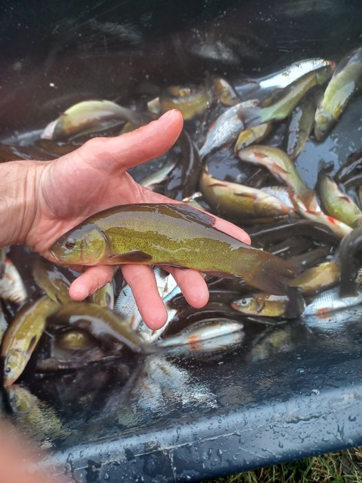 Karp narybek  / kroczek  . Jesiotr  , Lin , Amur .