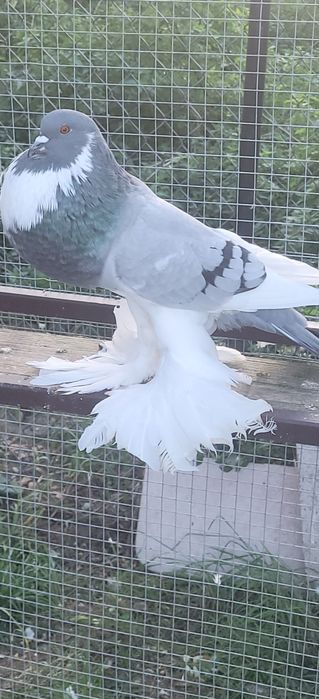 Garlacz garlacze pomorskie