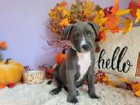 Rodzinny piesek amstaff blue!