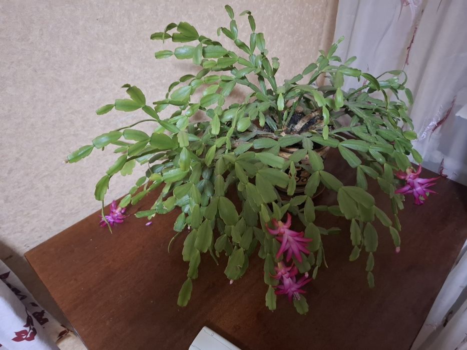 Срочно сдам квартиру в Приморском районе!Можно с собачкой!