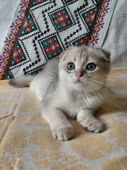 Шотландский вислоухий котик в окрасе голубое золото ау11