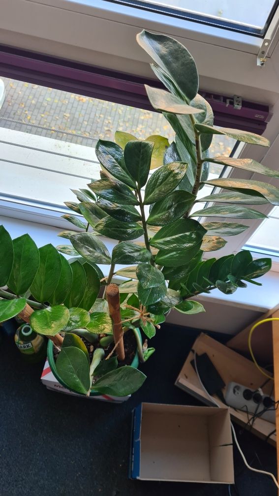 Zamioculcas  Zamiokulkas duży 100cm